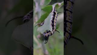 insects eating green leaf Macro view [upl. by Atsilac]