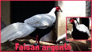 Lophura nycthemera  Linnaeus 1758  Phasianidae  Faisan argenté  ParisFrance  052017 [upl. by Kancler]