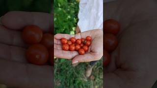 🍅 Jitomate silvestre 𝑺𝒐𝒍𝒂𝒏𝒖𝒎 𝒍𝒚𝒄𝒐𝒑𝒆𝒓𝒔𝒊𝒄𝒖𝒎 𝑳 campo flores rancho naturaleza frutas plantas [upl. by Ferris]