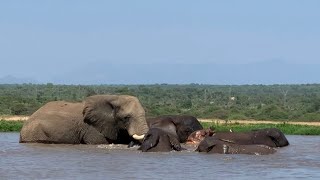 Swimming Pink Elephant Khanyisa Splashes Joyfully with Her Herd 🐘💦 [upl. by Ainosal]