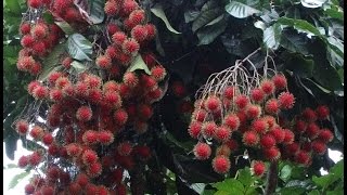 Rambutan tree with Fruits  Nephelium lappaceum [upl. by Aerdnaek]