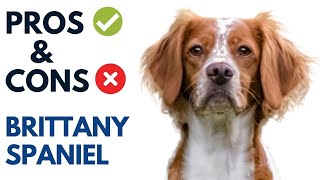 Brittany Spaniel Pros and Cons  Brittany Spaniel Advantages and Disadvantages [upl. by Zacek]