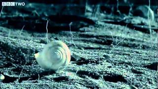 Small Spider Lifts Snail Shell Up Tree  Madagascar  BBC [upl. by Adekahs]