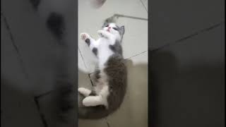 pulupulu😍 kucinglucu kucingngambek aksikucing aksikucinglucu cat [upl. by Worra172]