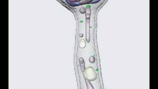 Candida albicans hyphal phenotype [upl. by Silber]