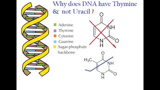 Why DNA has Thymine and not Uracil [upl. by Aryajay750]