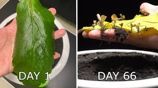 Propagate Plants From Leaves in 66 Days  Growing Kalanchoe Pinnata [upl. by Ecal]