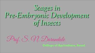 PreEmbryonic development stages in insects [upl. by Kylila]