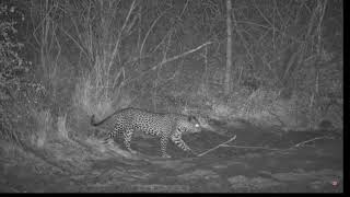 Leopard takes a nap at Jabulani [upl. by Atsocal328]