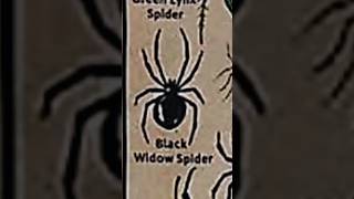 TYPES OF SPIDERSBLACK WIDOW SPIDERPART12creaturespiderLIKEMYTH [upl. by Calvo]