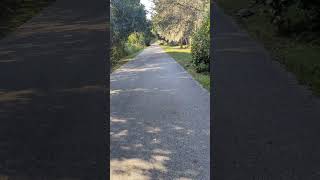 Havent Seen Gopher Tortoise in 5 Weeks Since Hurricane Milton on Cross Seminole Trail Oviedo [upl. by Yrad]