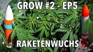 GROW Season 2 🌱 Outdoor  Episode 5  Woche 6 🪴 2x Sticky Orange XXL Auto 🪴 1x Cosmos F1 CBD [upl. by Maurer585]