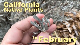 California Native Plants Waking Up in February Native Garden Winter Update  its Almost Spring [upl. by Kenyon282]