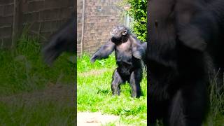 Amazing Chimpanzee Acting Like Human shorts funnyanimals [upl. by Sisenej813]