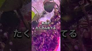 【水草の苔対策】アクアリウム水草苔金魚メダカ熱帯魚水槽オキシドール [upl. by Nner948]