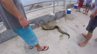 moray eel bite a fisherman at Jupiter FL inlet fishing point [upl. by Yesnikcm495]