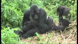 Gorillas mating footage Rwanda  World Primate Safaris [upl. by Toomay]