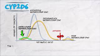 The Pharmacogenetics Series  CYP2D6 v2 [upl. by Elfie]