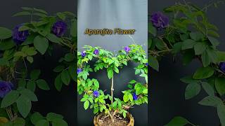 Tips For Aparajita Flower  How To Care Aparajita Flower aparajita shorts shortvideo gardening [upl. by Qerat]