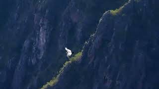 Big Andean Condors this day in Cusco Peru 2023 [upl. by Oivatco544]