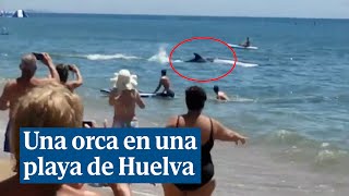 Una orca sorprende a los bañistas de la playa de La Antilla Huelva [upl. by Ennirroc265]