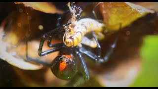 Black Widow Eating [upl. by Eniale]