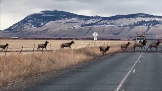 Massive Herd of Elk Crossing HWY 237 in Eastern Oregon  December 2022 [upl. by Trenna]