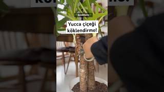 Yucca çiçeği köklendirme🌱 cicekbakimi çiçeklerim köklendirme yucca [upl. by Ciredor]