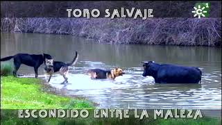 Toro novillo salvaje escondido entre la maleza de la Sierra de Huelva  Toros desde Andalucía [upl. by Sumerlin229]