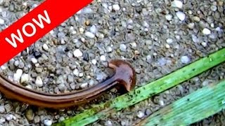 Cool facts about arrowhead flatworm land planarian Bipalium kewense [upl. by Nongim]