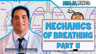 Respiratory  Mechanics of Breathing Expiration  Part 3 [upl. by Tavia707]