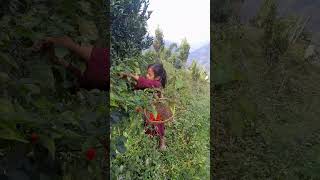 Round chilly N kiwi fruit picking shorts trendingshorts nature rurallife fruitcutting [upl. by Athena]