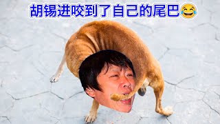 胡锡进咬小狗，却咬住了自己的尾巴😂，因为中共先咬住了自己的尾巴😂 [upl. by Lord]