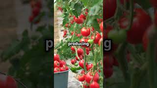 Ornamental vs Non Ornamental Plants Whats the difference plants knowledge planting garden [upl. by Brocky]