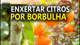 Enxertia em Citros aprenda como fazer em borbulha em T Plantar em Casa [upl. by Lynne]