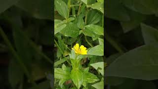 Ants and flowers of Wedelia chinensis [upl. by Kcirej834]