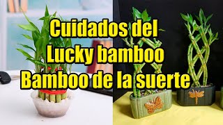 Cuidado y trasplante de Bamboo de la suerte Lucky bamboo [upl. by Jeb]