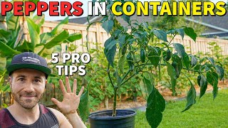 Grow The BEST Peppers In Containers In 5 Easy Steps [upl. by Ottinger]