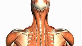 Intermediate and Deep Muscles of the Back  Anatomy Tutorial [upl. by Pathe432]