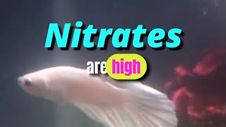 My Betta Tank has HIGH NITRITES AND NITRATES plantedaquarium deepsubstrate [upl. by Larisa]