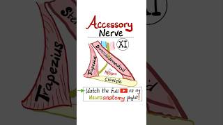 Accessory Nerve  11th Cranial Nerve  CN XI  Neuroanatomy…anatomy science biology mbbs nurse [upl. by Malinde549]