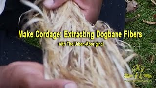 Making Cordage Extracting Dogbane Fibers [upl. by Kannan]