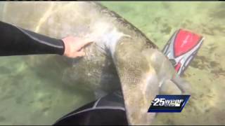 Manatee caught cuddling on video [upl. by Yrrek756]