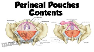 Superficial Vs Deep Perineal Pouch Contents [upl. by Nnaeirual]