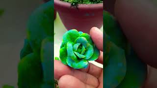 Lovely Rose succulent Succulent plant succulents plants cactus propagation homegarden tips [upl. by Farrel317]