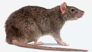 Mouse Rat Mice Ultra Sounic Repellent Sound  Kill Rats using mobile  Sóng âm 2000hz  HIGH PITCH [upl. by Akciret]