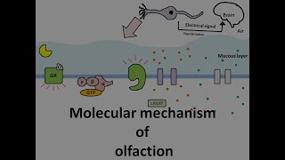 Molecular mechanism of olfaction [upl. by Kola]