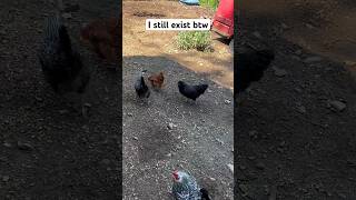 I still existchicken backyardchickens funnychickens funny rooster chicks chickens [upl. by Proctor724]