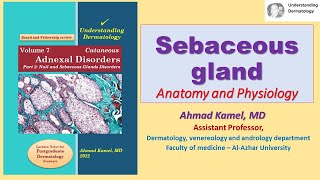 Sebaceous gland Anatomy and Physiology [upl. by Aniwde951]