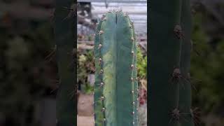 아름다운 무늬가 고르게 퍼졌어요♥️♦️ Cereus repandus peruvianus variegated 귀면각 귀면각금 [upl. by Aran]